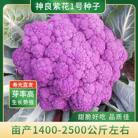 优质高产紫花椰菜种子神良紫花1号紫紫色紫花菜西蓝特色花西兰花
