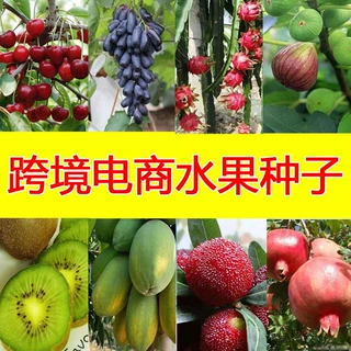 水果种子  树葡萄桑葚荔枝 樱桃 木瓜火龙果猕猴桃 杨梅 石榴种子
