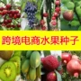 杨梅木瓜种子