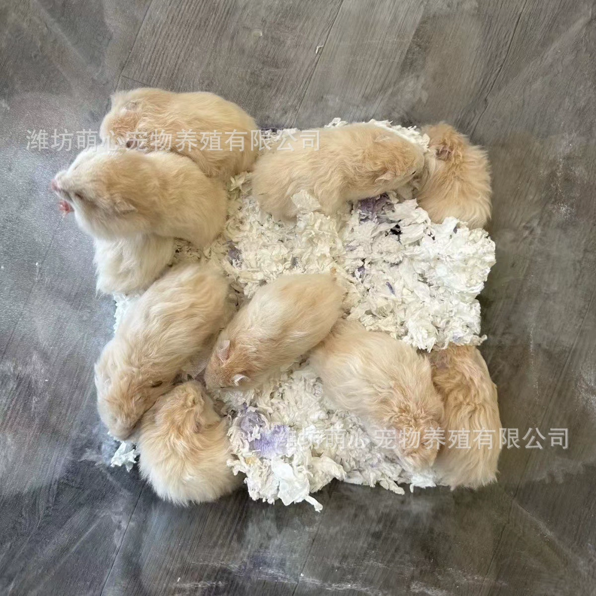 Полли кудрявый живой хомяк с прямыми волосами может размножаться, подходит для чистого семейного обогащения, редкий.