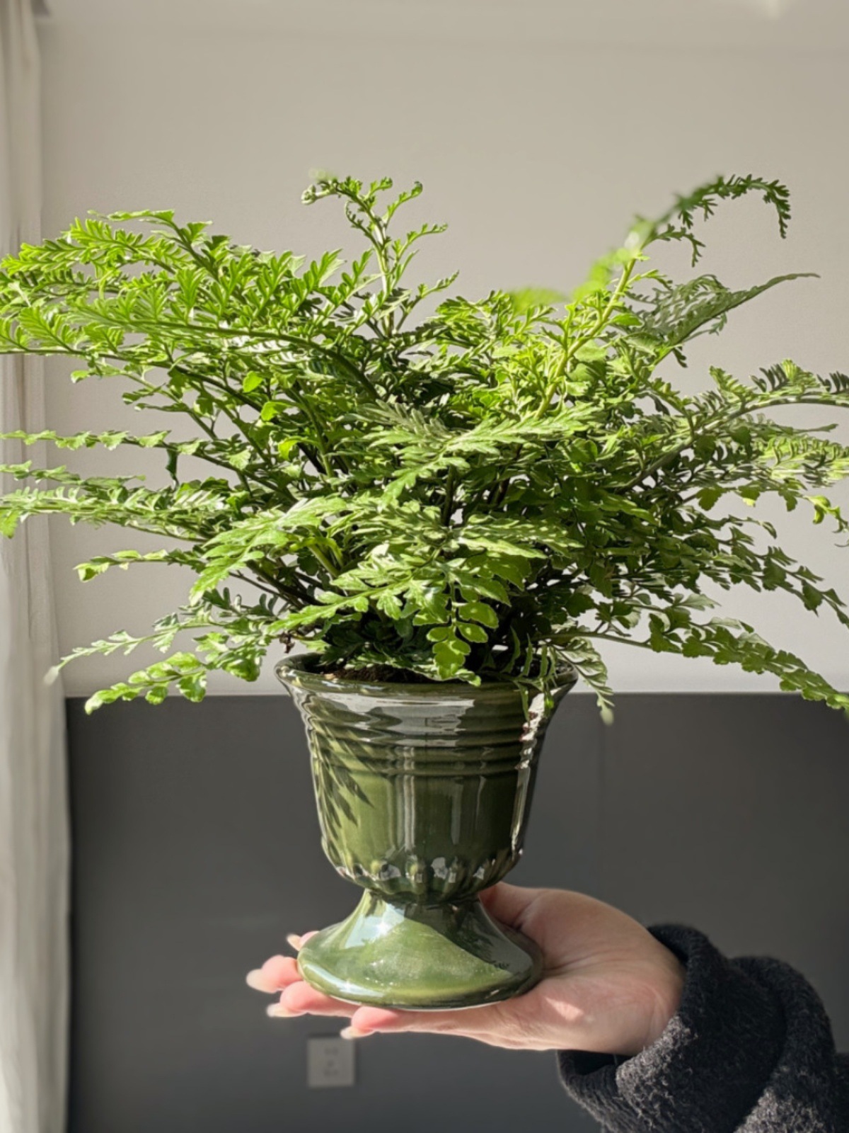 Jim Fern + Pote Verde Pombo