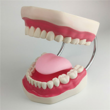 大號6倍牙科教學演示模型標准口腔兒童教學模型全口假牙仿真牙齒
