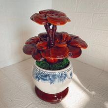 �`֥�`֥�辰�k�����Bֲ���^�p���^�`֥�[���Ɍ��`֥����