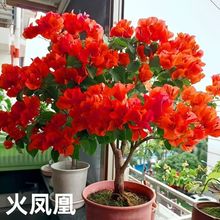 【耐寒】三角梅特价四季开花耐热室外庭院多色花卉绿植爬藤植物