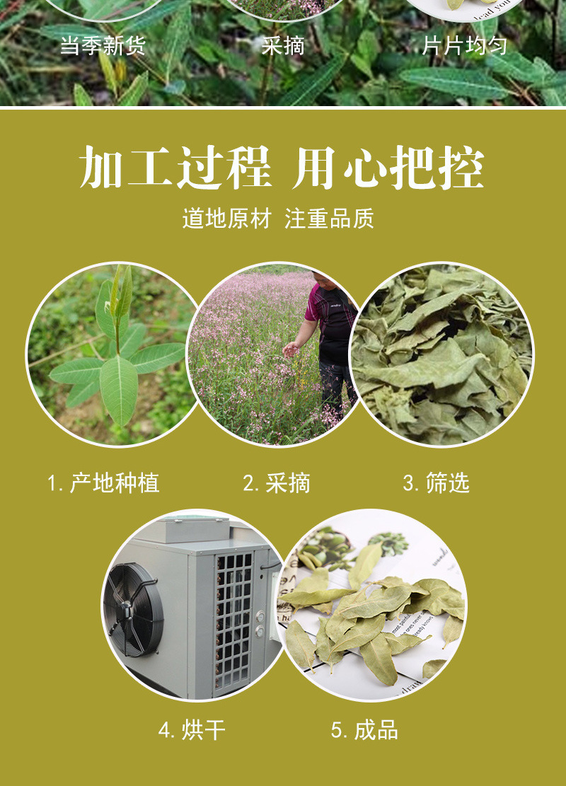 Luobuma Tender Leaf & Bud (Apocynum venetum) — Xinjiang Dried Food Herb, 500g in use