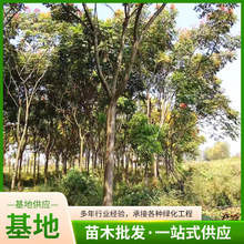 产地批发栾树树苗 行道树 北栾 黄山栾 绿化苗木栾树苗 规格齐全