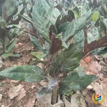 ?ϱ^˾GɫļͥԺrɫϘʳѪƤ