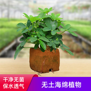 �����o�C���d���Ի��|��ֲ��a��ֱ�l؛Դ�����o���҃ȴ�ֱ�G����