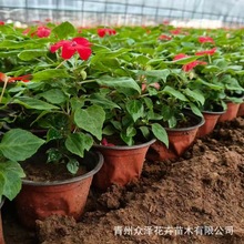 �����P�ɻ� �t�۳���ɫ�^�p���� ͥԺ�^�p���� С�^�G����ֲ��