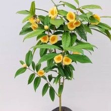 �𻨲������ǰ��}�𻨲����Կ�ʳ���҃����ͺ������ļ����Gֲ��