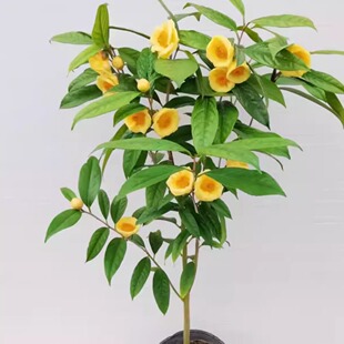 �𻨲������ǰ��}�𻨲����Կ�ʳ���҃����ͺ������ļ����Gֲ��