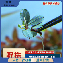 �~��������Ұ�겼���ả�B�ȿ��_�����`Ұ����w��ľˮ���쾰�Ї�