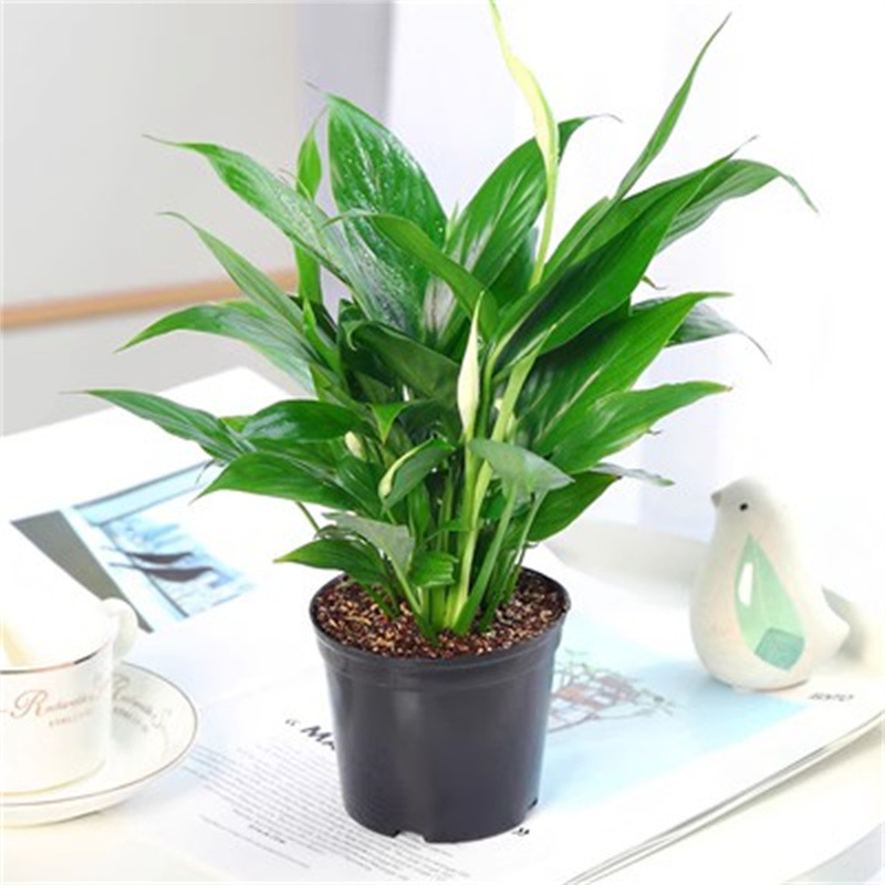 꽃이 있는 고품질 흰색 야자나무 2그루(원래 화분) + 영양액