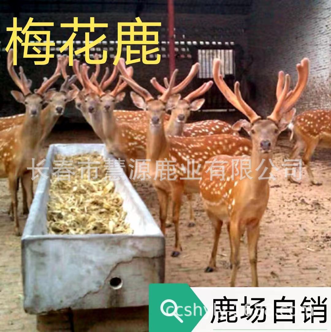 梅花鹿