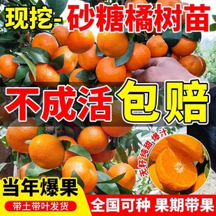 ���Ә䎧�����讔��Y�����������ϱ����Nֲһ����ɳ�����Ә���