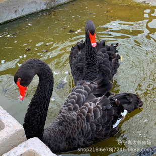 ���w�����Z�� ���^�^�p�����Zһ�������X �����Z�����������u��