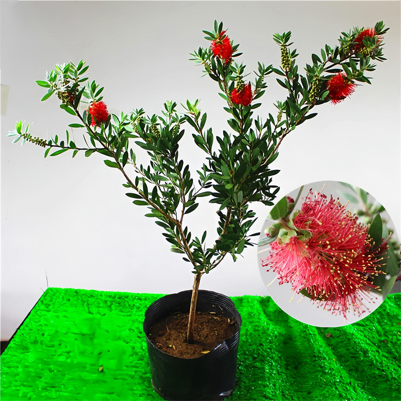 红千层串钱柳毛绒花庭院盆栽多花红千层树苗金宝树花园常绿易活