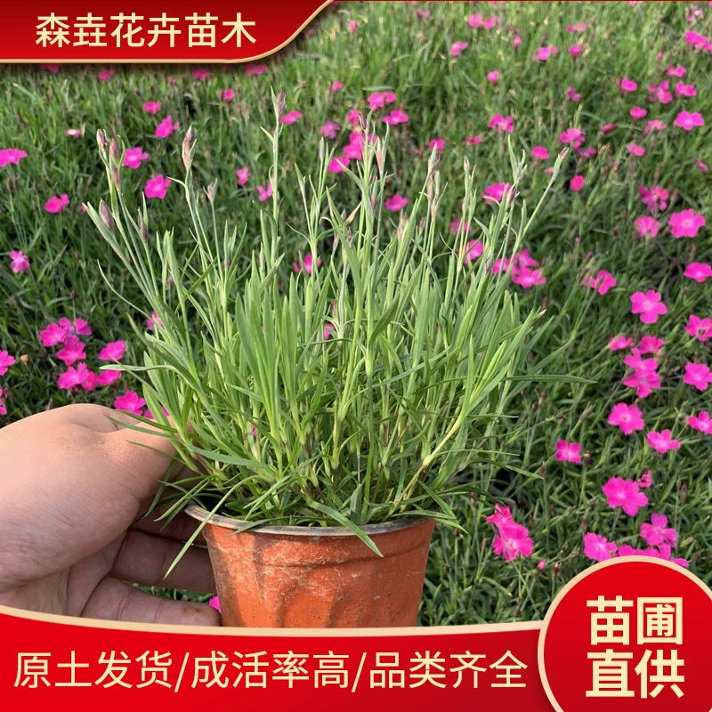 Европейский каменный кресс в горшках, морозостойкие цветочные рассады, газон, почвопокровное покрытие, питомник, общественный двор, парк, зеленение газона, европейский каменный кресс, рассада в чашках