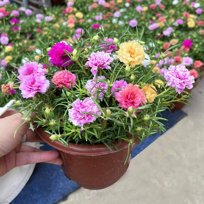 Саженцы подсолнечника в горшках с двойными лепестками и бутонами устойчивы к солнцу и жаре летом и цветут в любое время года. У растений корни и их легко содержать.