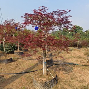 ��ë�� �G�����̘���@�ֹ������͘����ձ��t���������t���� ���l