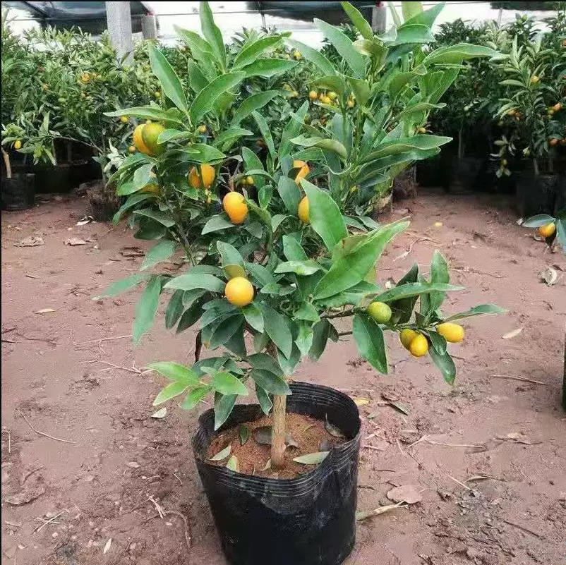 Хрустящие саженцы кумквата с доставкой фруктов в горшках чистый сладкий мед саженцы кумквата съедобные апельсиновые саженцы в помещении Four Seasons