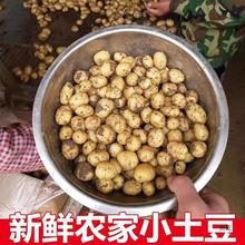 恩施现挖黄心小土豆批发新鲜大土豆粉糯面迷你马铃薯洋芋蔬菜5斤