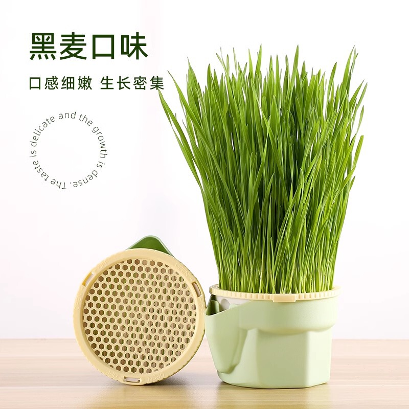 Hydroponic Cat Grass for Lazy People Without Soil, Wheat Seeds for Removing Hairballs, Cat Grass Cups for Kittens and Adult Cats, Cat Snacks