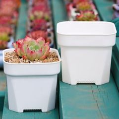 プラスチック植木鉢、厚みのある小さな正方形、シンプルな植物多肉植物植栽トレイ、葉挿し、アーティファクト、アジサイ、小さな黒と白の正方形の鉢
