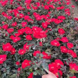 红帽子月季花  提供绿化工程苗木  苗木批发  基地直供