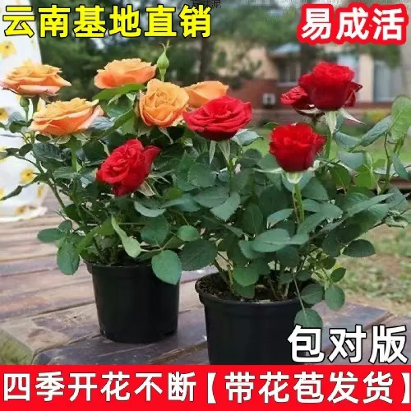 带花苞发货玫瑰花苗盆栽室内外阳台好养活的月季花苗四季开花批发