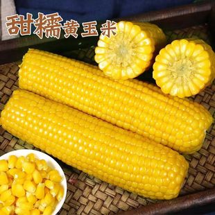�|���������rճŴ������հ��bŴ�������r�Fժ�������SŴ�������l