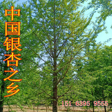 銀杏南北方種植白果樹 綠化喬木行道樹1-50公分基地貨源銀杏樹