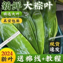 新鲜粽叶粽子叶箬叶号端午包粽子的叶子精修商家用干粽叶