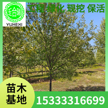 紫叶稠李树 东北紫叶稠李紫叶稠李小苗 红叶李 太阳李 臭李子