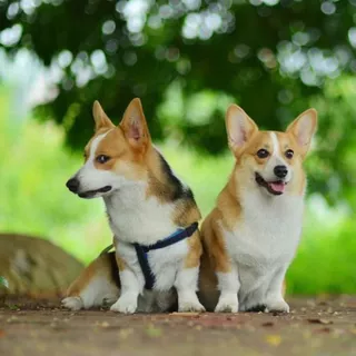 纯种柯基犬幼犬活体狗狗双血统柯基狗幼崽宠物犬小型玩赏犬伴侣犬