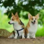 幼犬柯基犬活体纯种玩赏犬