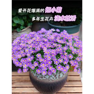 ��С�������̨ͥԺֲ���{ѩ����M���ǻ����ļ����B�ݱ��Gֲ�r��