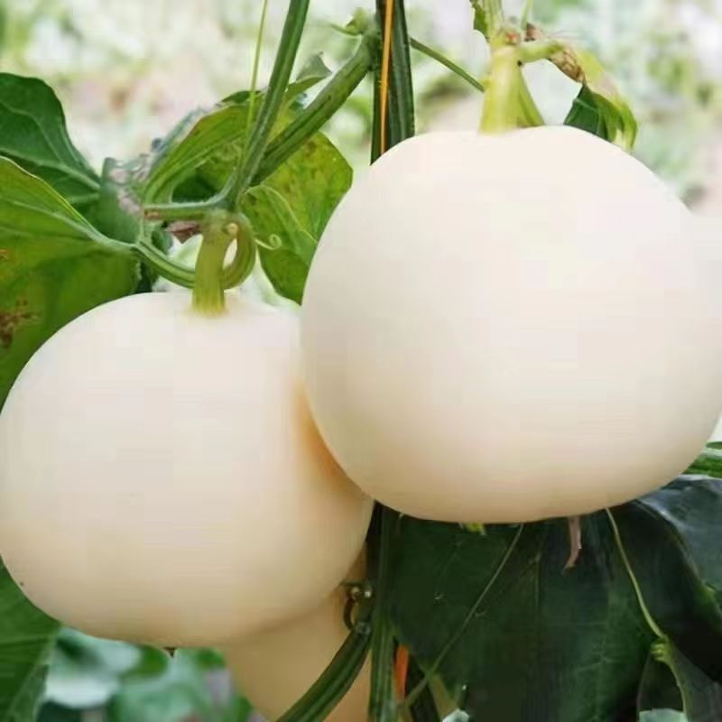 Venta al por mayor de semillas de flores y plantas eustoma malvarrosa peonía cobre dinero hierba margarita rosa sol peonía flor combinación de flores