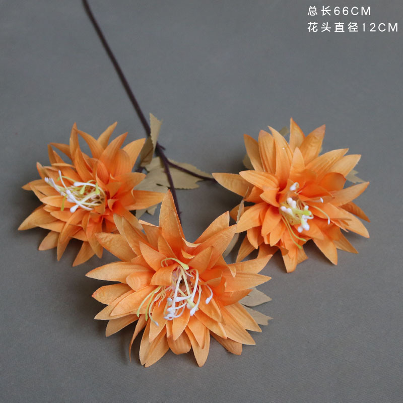 Naranja gran garra crisantemo