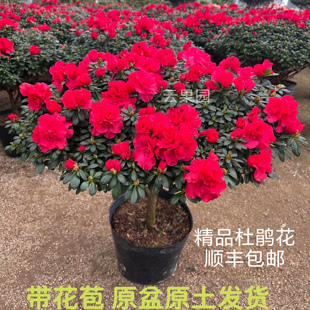 ��Ʒ���N��ԭ�����l�����N���Զ��NͥԺ�k���ҵ����҃����̨���l