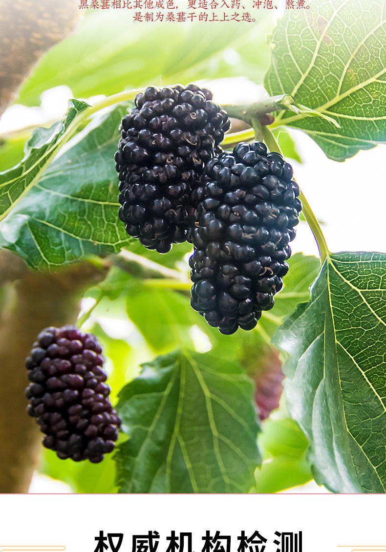 Dried Mulberry Fruit Sang Shen Zi 120g Bottle Unsulfured Ready to Eat Herbal Snack quality and texture