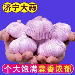 【惊喜价】2024紫皮大蒜头干蒜批发新鲜便宜特大果多瓣红皮蒜包邮