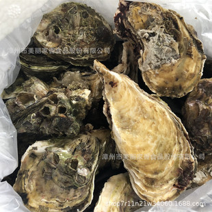 Fujian Fresh Fresh Live Oyster Oyster Sea Oyster Barbecue Make чесночный вентилятор чеснока устрица Sedle Aquatic Seafood