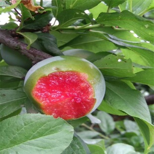 ������ڌ�ʯ���Ә��� ��õ��ڲ��������� �������l�ڲ���������