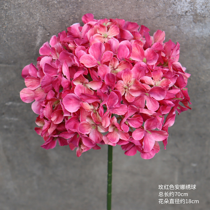 Rosa roja Anna hortensia