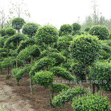 С~Ůؑͥ͘ԺeGľļNֲ^pߗUС~Ůؑ