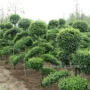 四季绿化种植庭院女贞树