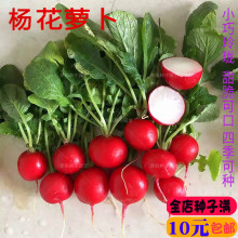 ��P������С�t�}���N�Ӵ��ﲥ�ļ�ˮ���N����@�̨�����߲˷N��