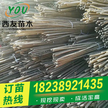 河南速生楊種條出售 中林46楊種條供應 107速生楊無絮楊苗出售