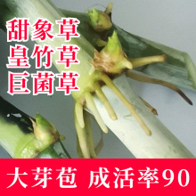 甜象草3号种节无毛高产耐寒皇竹草巨菌草种子多年生四季常青牧草